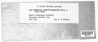 Hyalopsora aspidiotus image